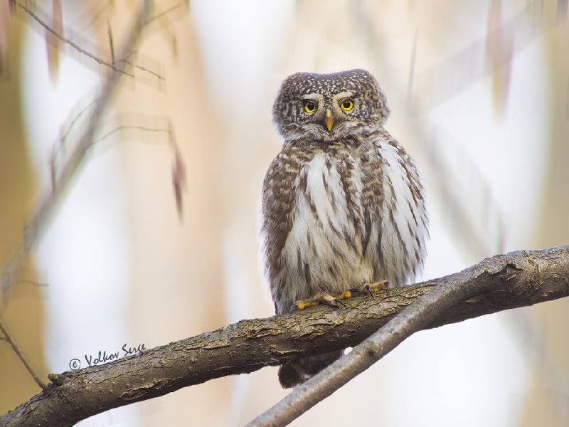 птицы, совы, воробьиный сычик, Glaucidium passerinum, Eurasian Pygmy Owl, Острый взгляд фото превью