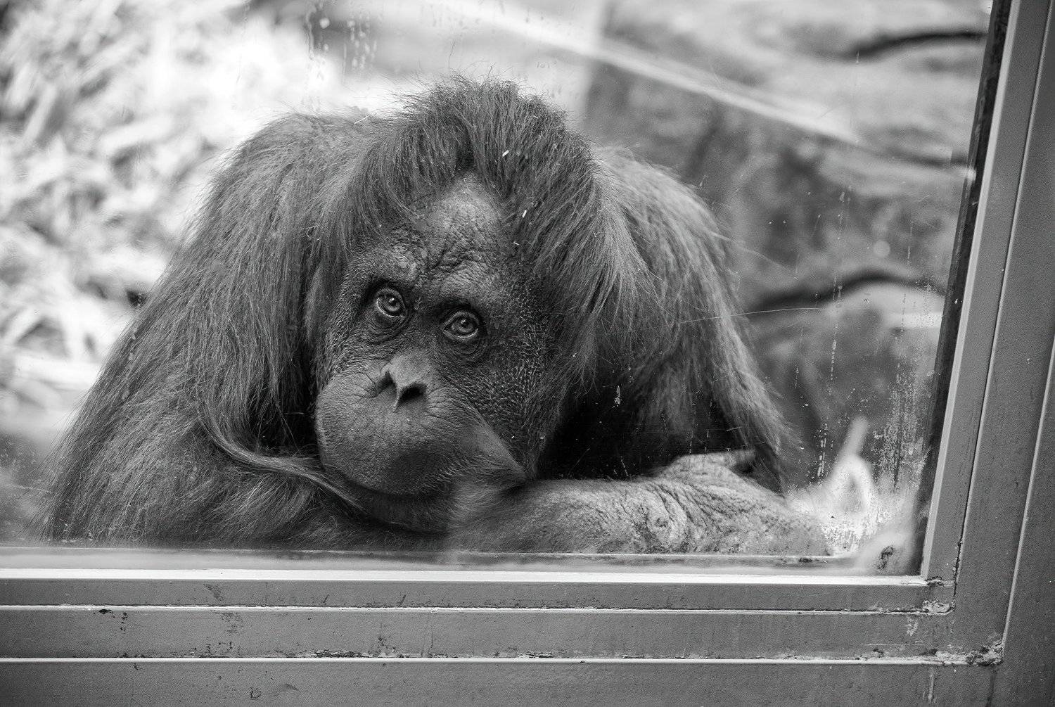 животные, Динар Фатыхов