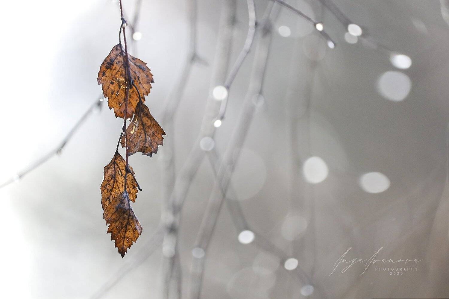 , Инга Иванова