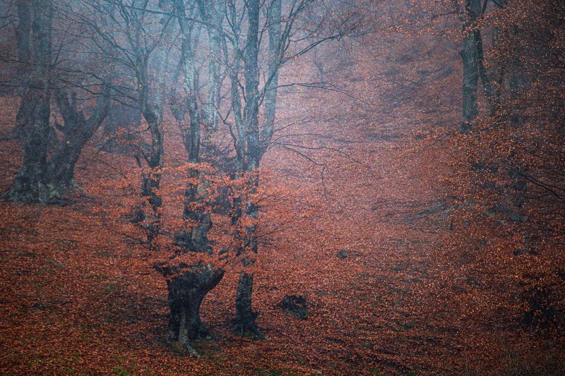 RED фото превью