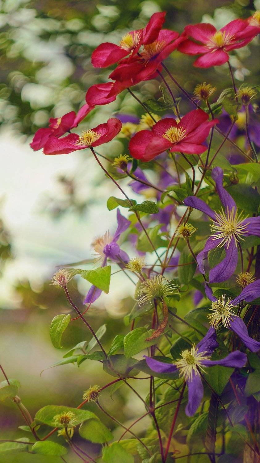 цветы, Светлана Сушкевич