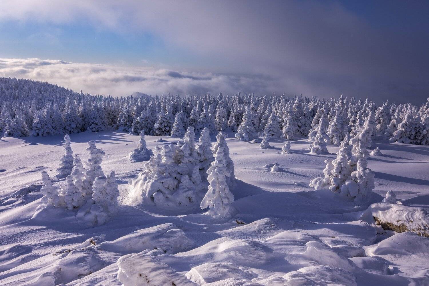 , Андрей Шарапов