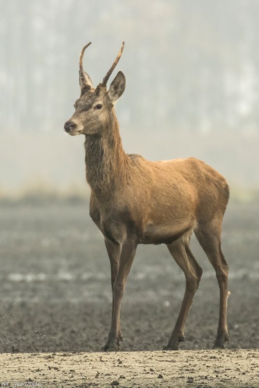 Young red deer фото превью