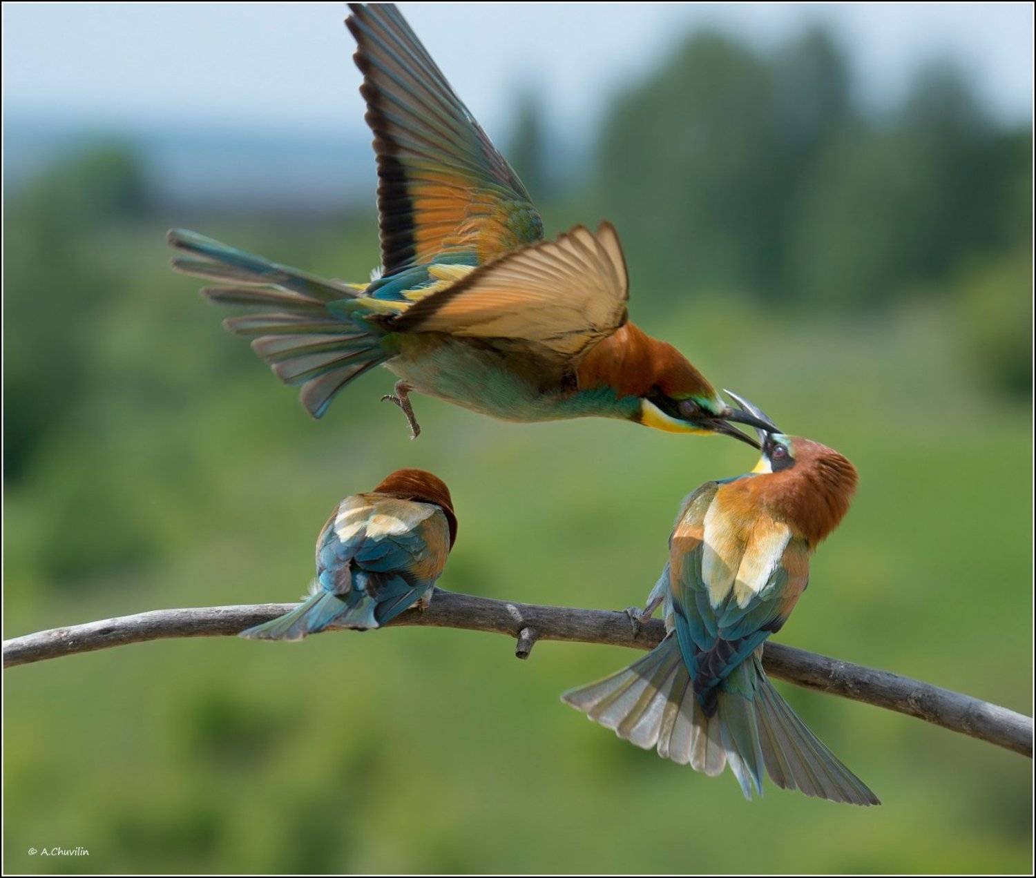хвать,за,нос,птицы,щурки,весна,игры, Александр Чувилин