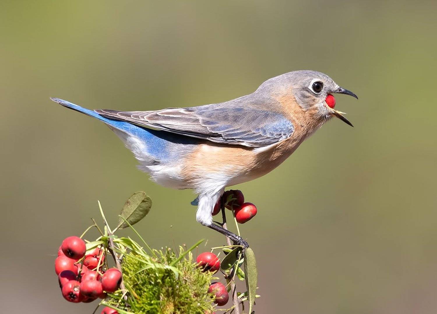 восточная сиалия, eastern bluebird,bluebird, Elizabeth Etkind
