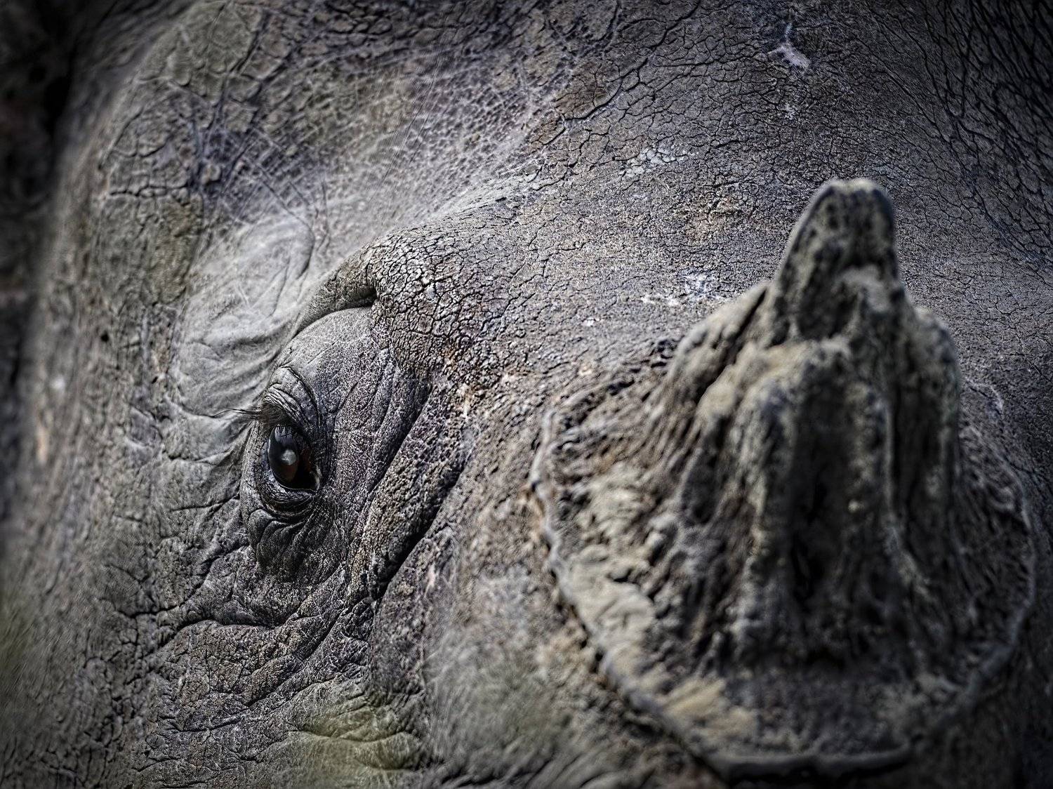 rhino, endangered, unicorn, indian Rhinoceros, Arpan Saha