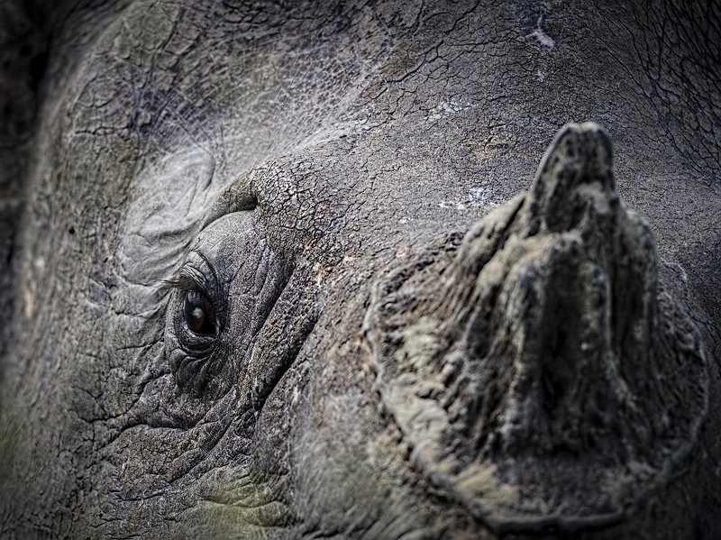 rhino, endangered, unicorn, indian Rhinoceros The Aged Unicorn фото превью