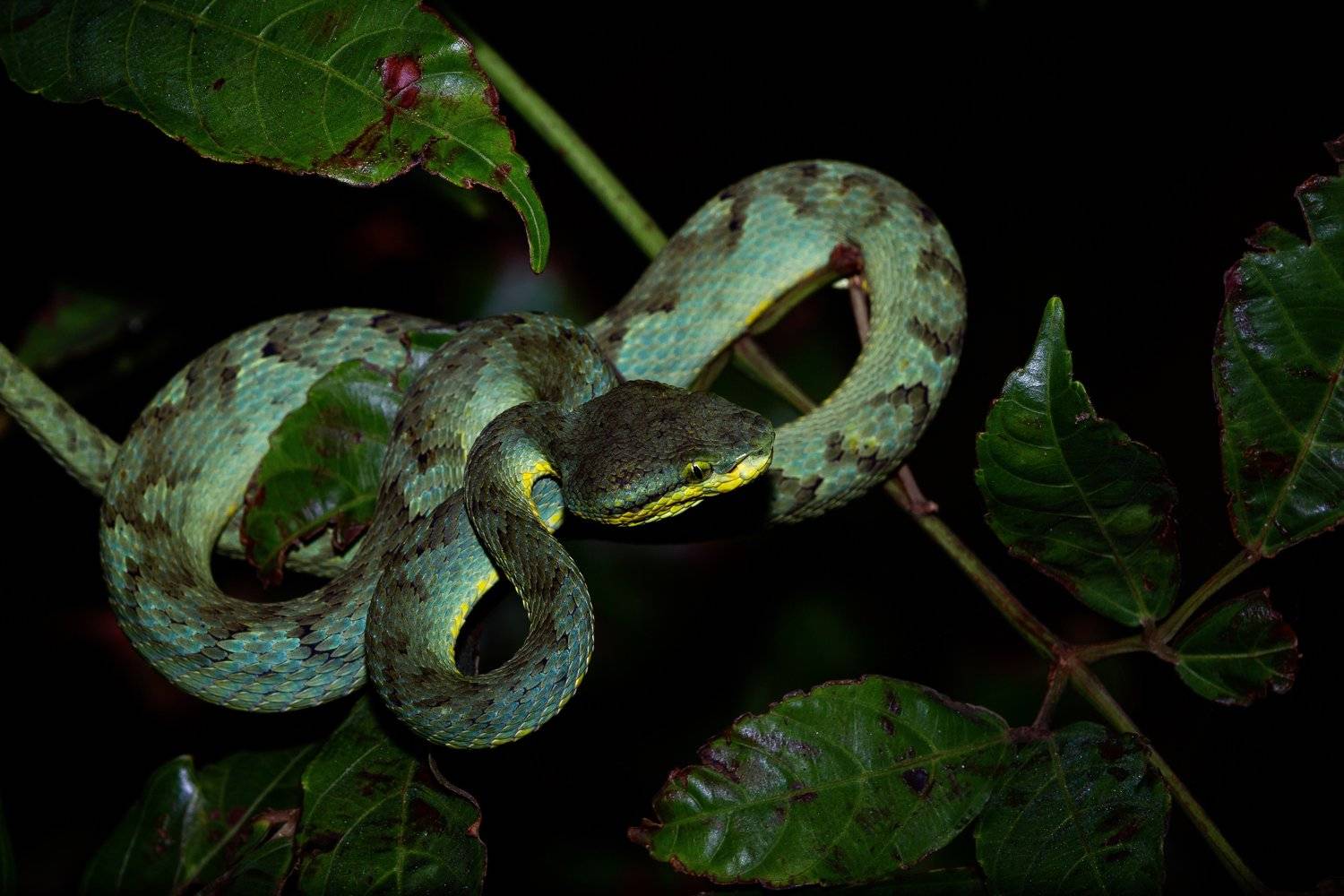 snake, viper, pit, viper, wild, jungle, night, wildlife, Dhananjay Jadhav