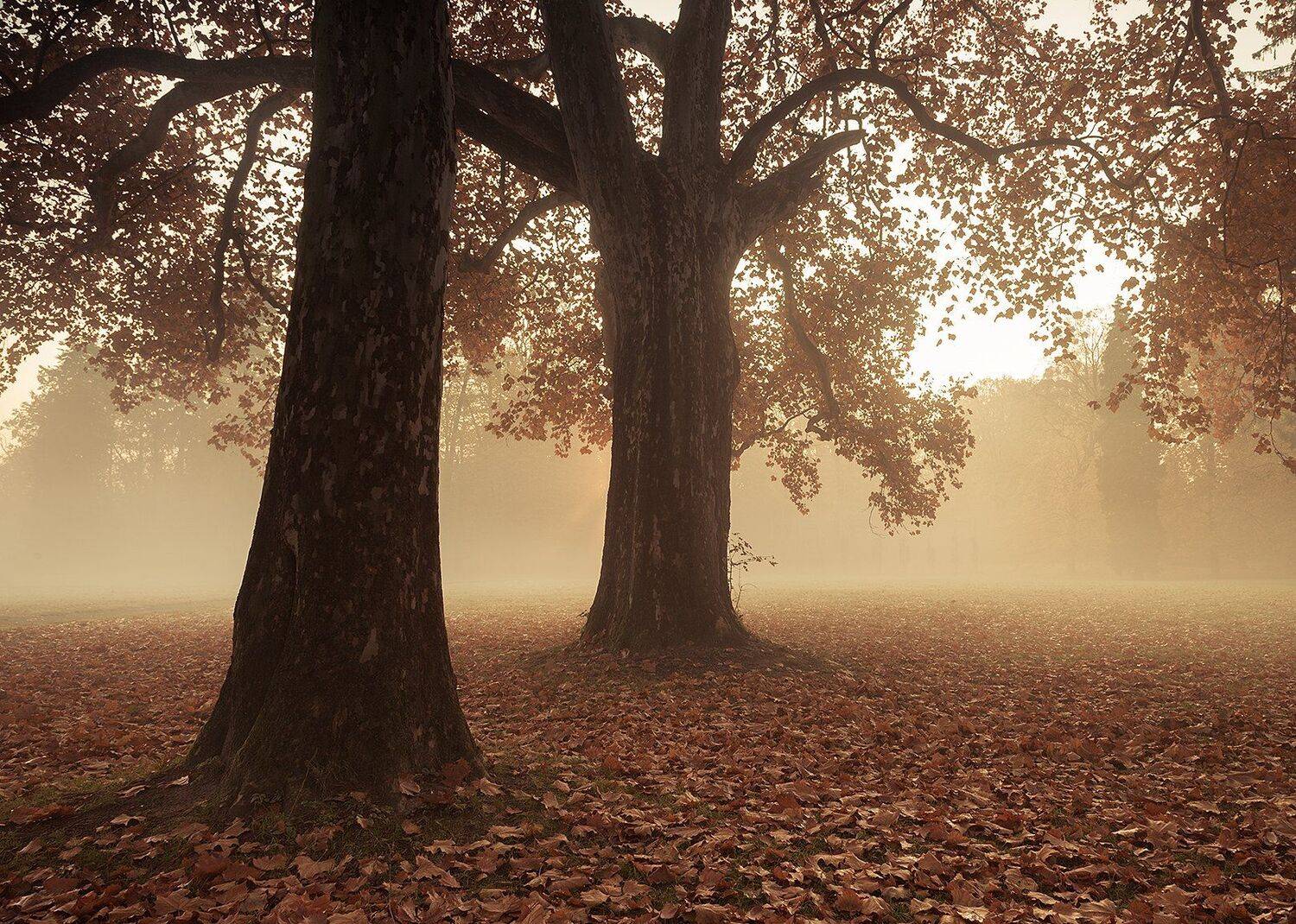 , Robert Adamec