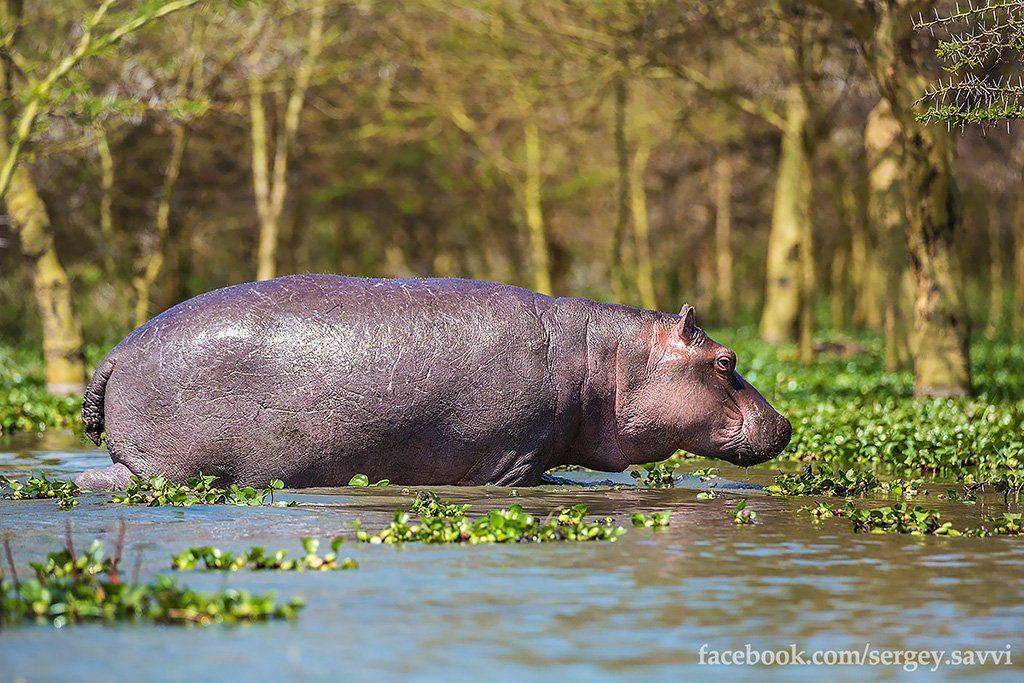 , Сергей Савви