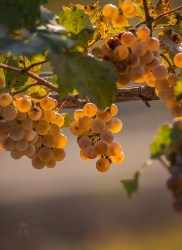 Уборка винограда