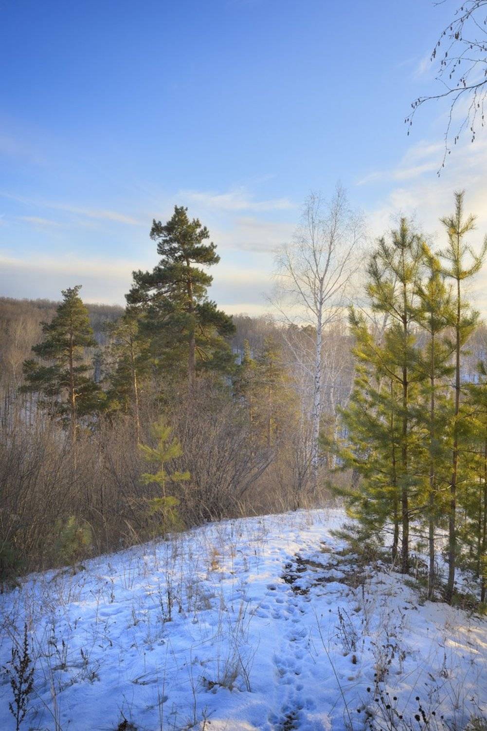 , Александр Тормосин