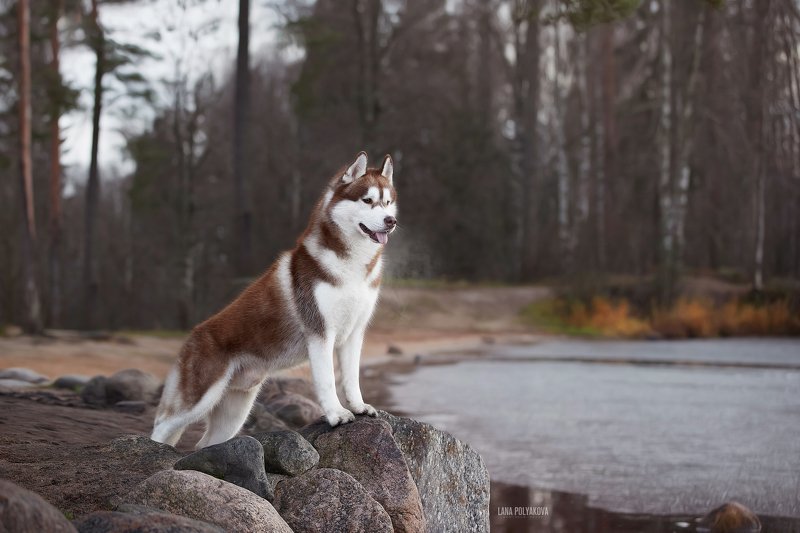 собака, осень, природа Дыхание поздней осени фото превью