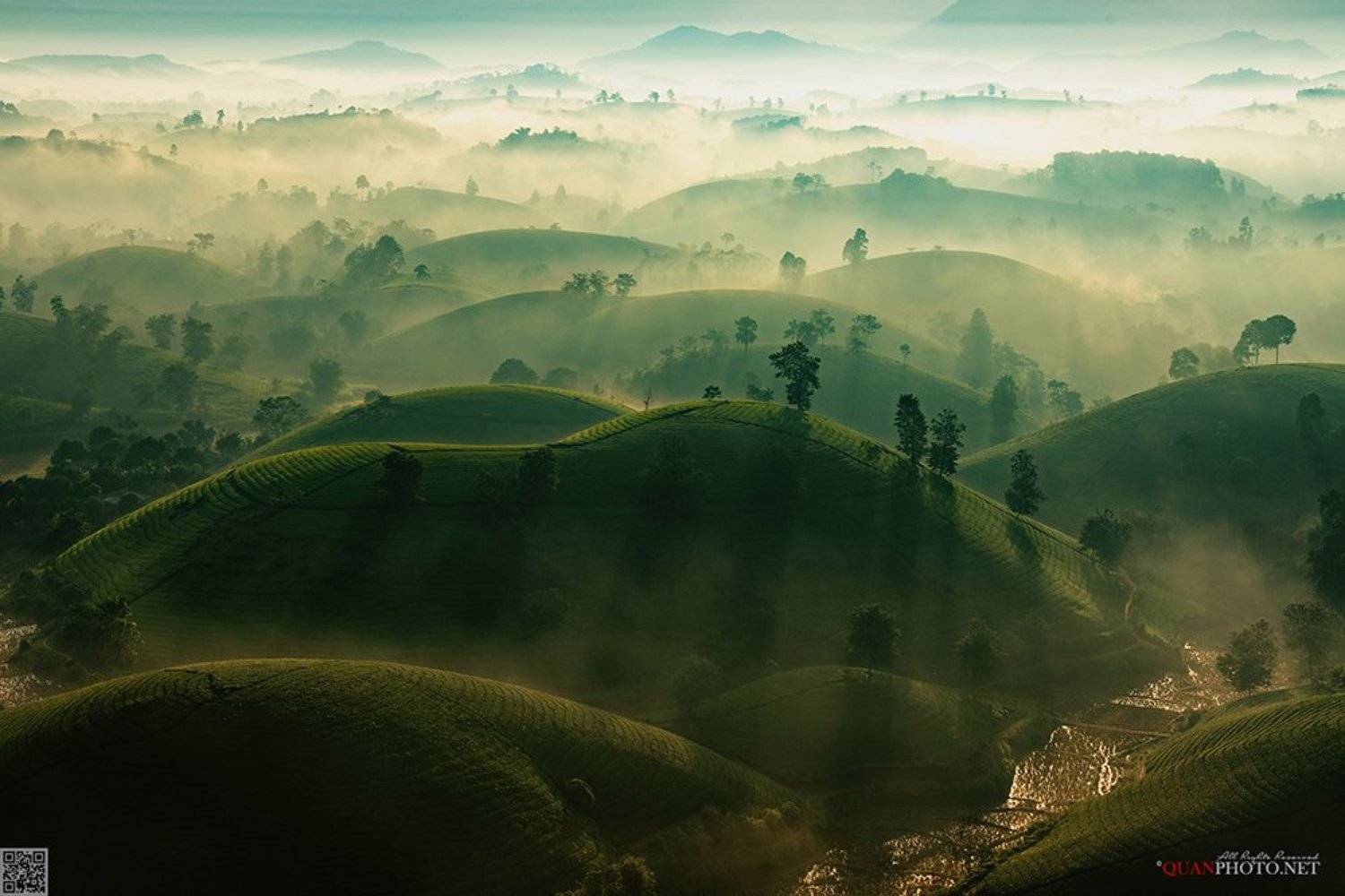 quanphoto, landscape, morning, sunrise, nature, dawn, rays, sunlight, hill, tea, plantation, vietnam, quanphoto
