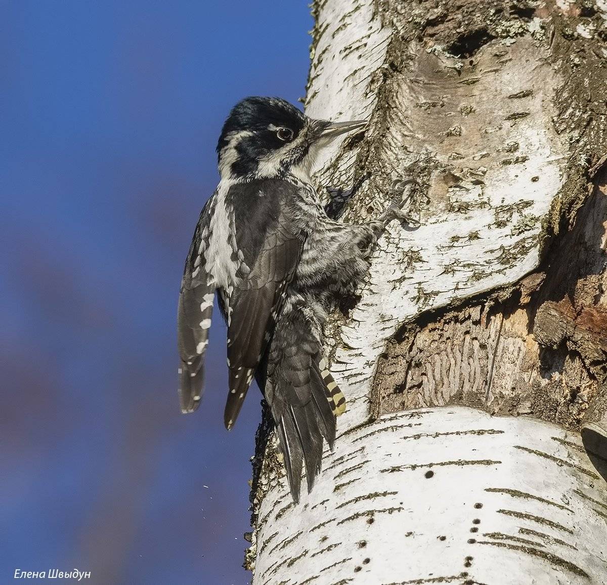 eurasian_three_toed_woodpecker, трёхпалый_дятел, Елена Швыдун