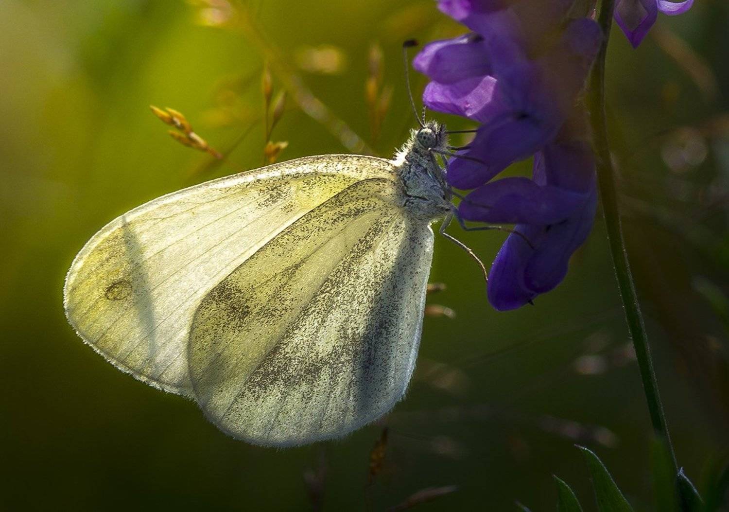 , Елена Рубинская