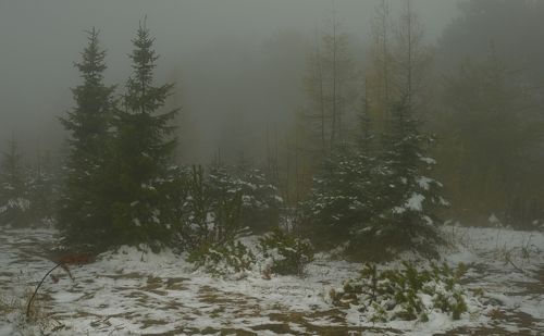 Первый снег