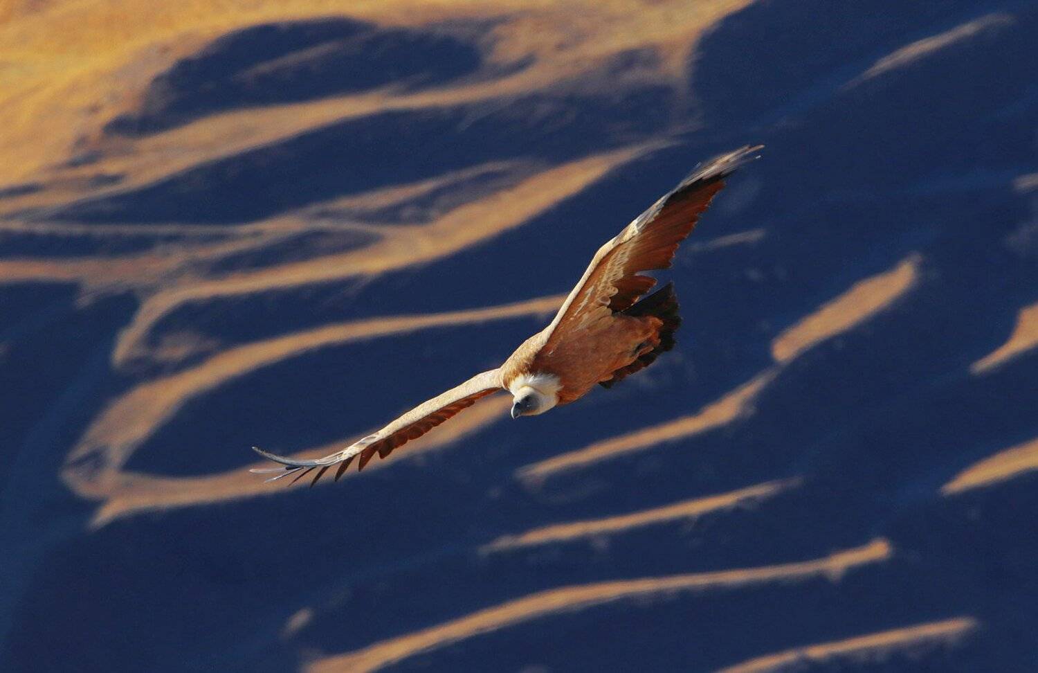 гриф,белоголовый сип,горы,вершины,пейзаж,небо,деревья,дагестан,природа, Marat Magov