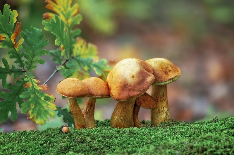 Mushrooms 2 фото превью