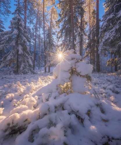 Первый снег