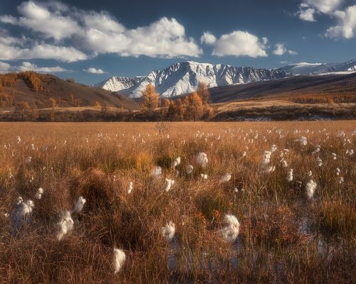 Пушинки осени