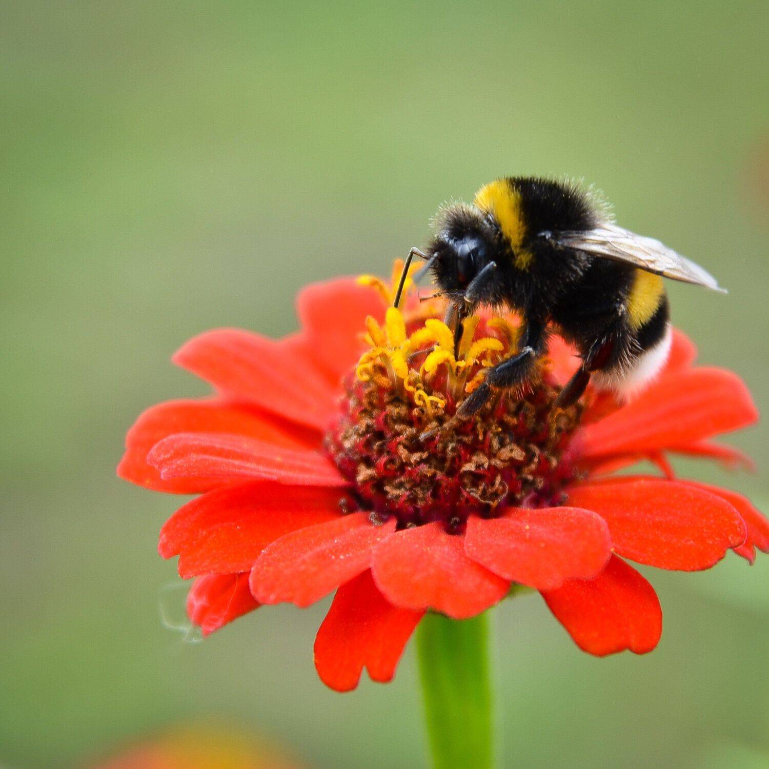 лето, цветы, макро, насекомые, красота, Валерий Верещако