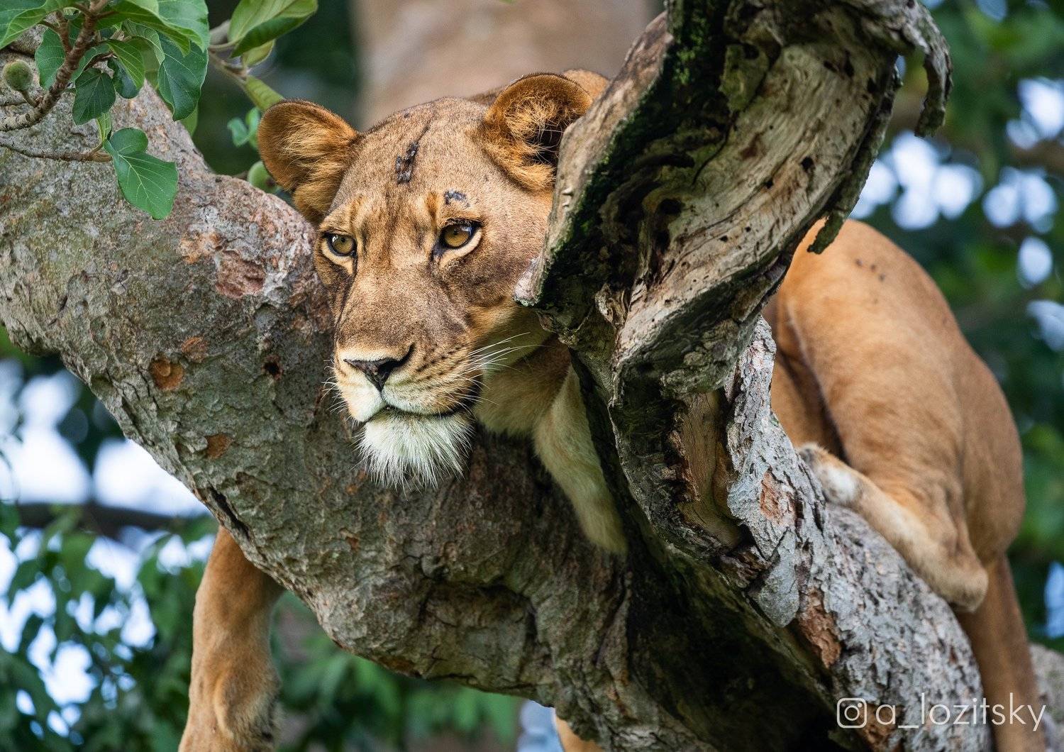 , Александр Лозицкий