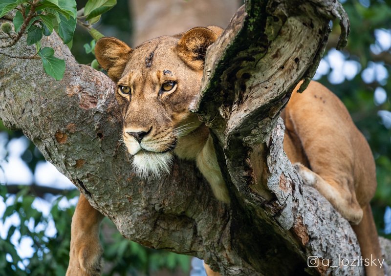*** фото превью