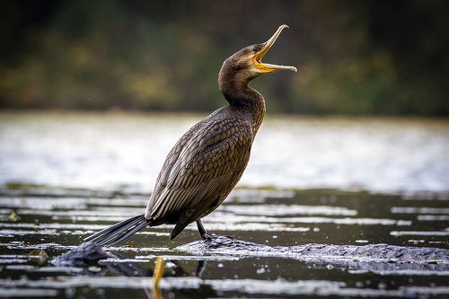 Скажите а-а-а 