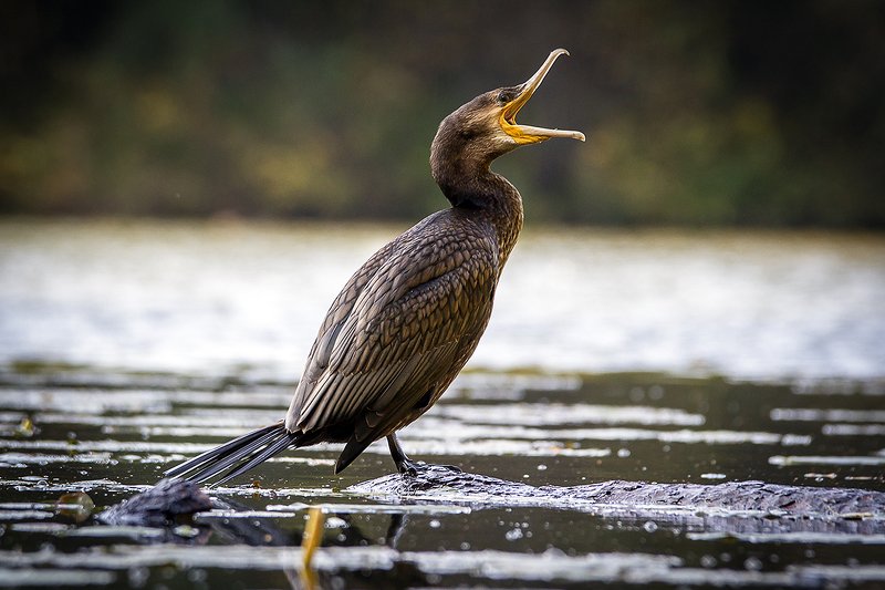 Большой баклан Скажите а-а-а  фото превью