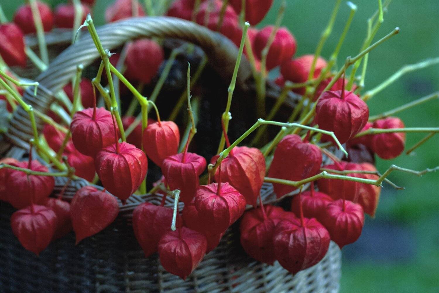 field, blossom, flowers, red, green, summer time, beautiful, garden, summer flowers,  summer color, colorful,nature, flora, plants, background,  blooming, sprin,small,rural, meadows, landscape,, DZINTRA REGINA JANSONE