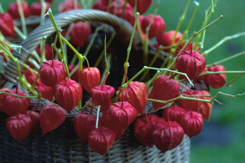 decorative orange plants
