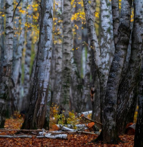 Пасмурное утро в берёзовой роще