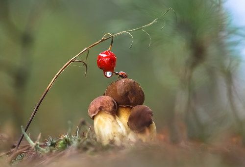 Дай мне с дороги вдоволь напиться...