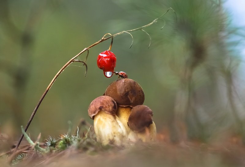 Дай мне с дороги вдоволь напиться... фото превью