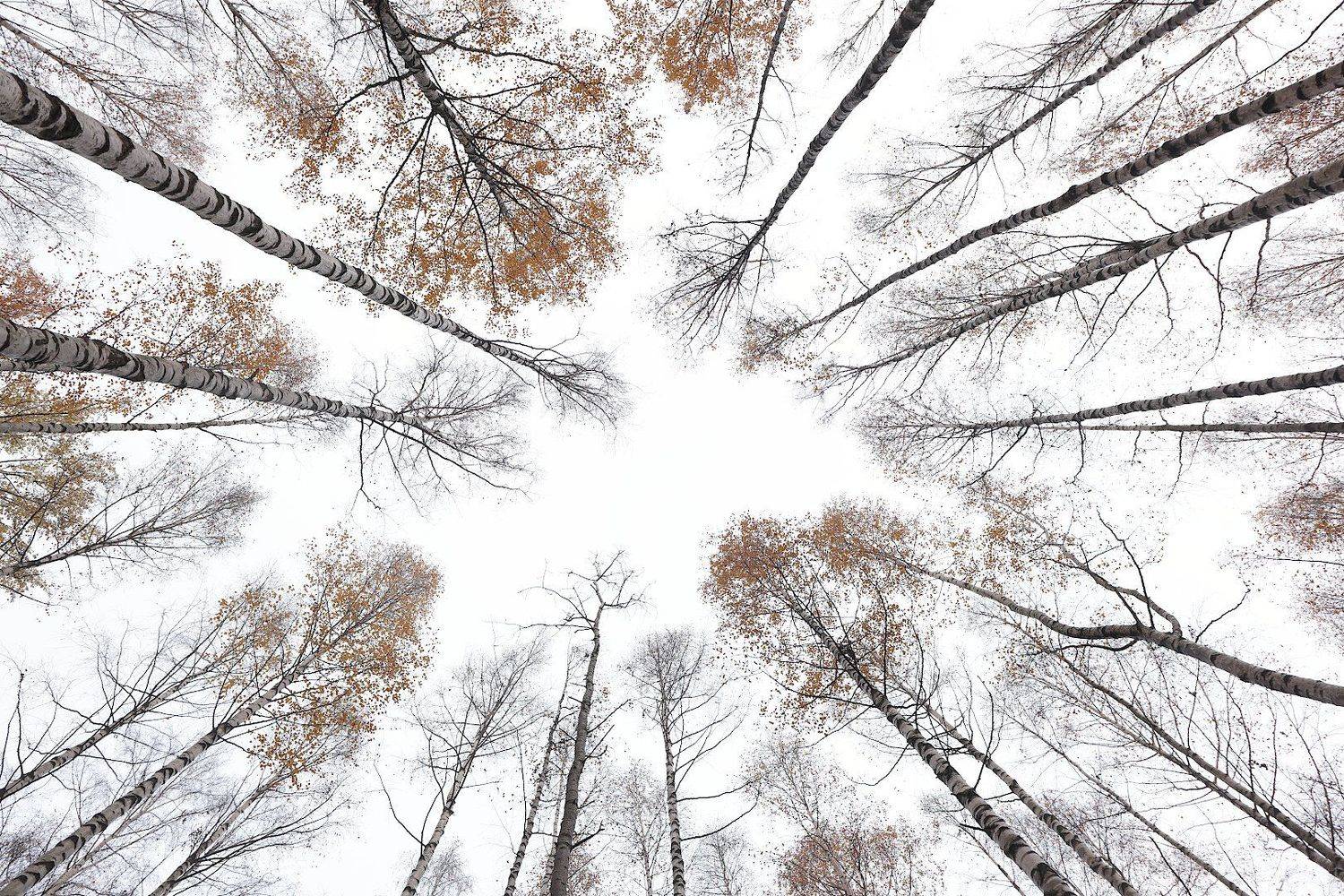 осень берёзы, Александр Зорин