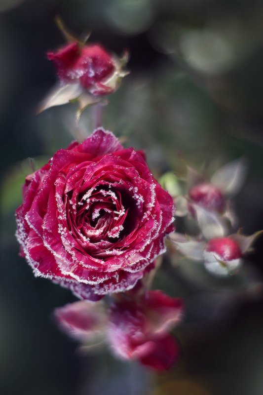 осень розы мороз иней Зима близко. фото превью