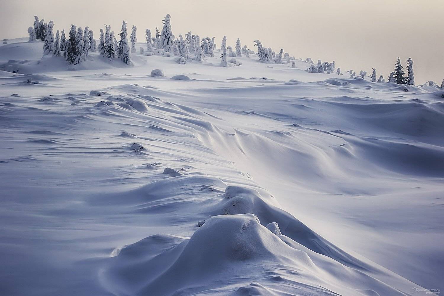 , Антон Кошетаров