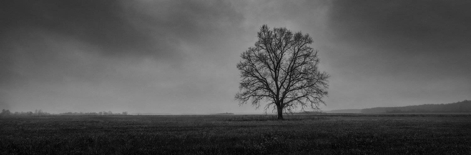 дерево, тучи, ч/б, осень, поле, Михаил Кушнер