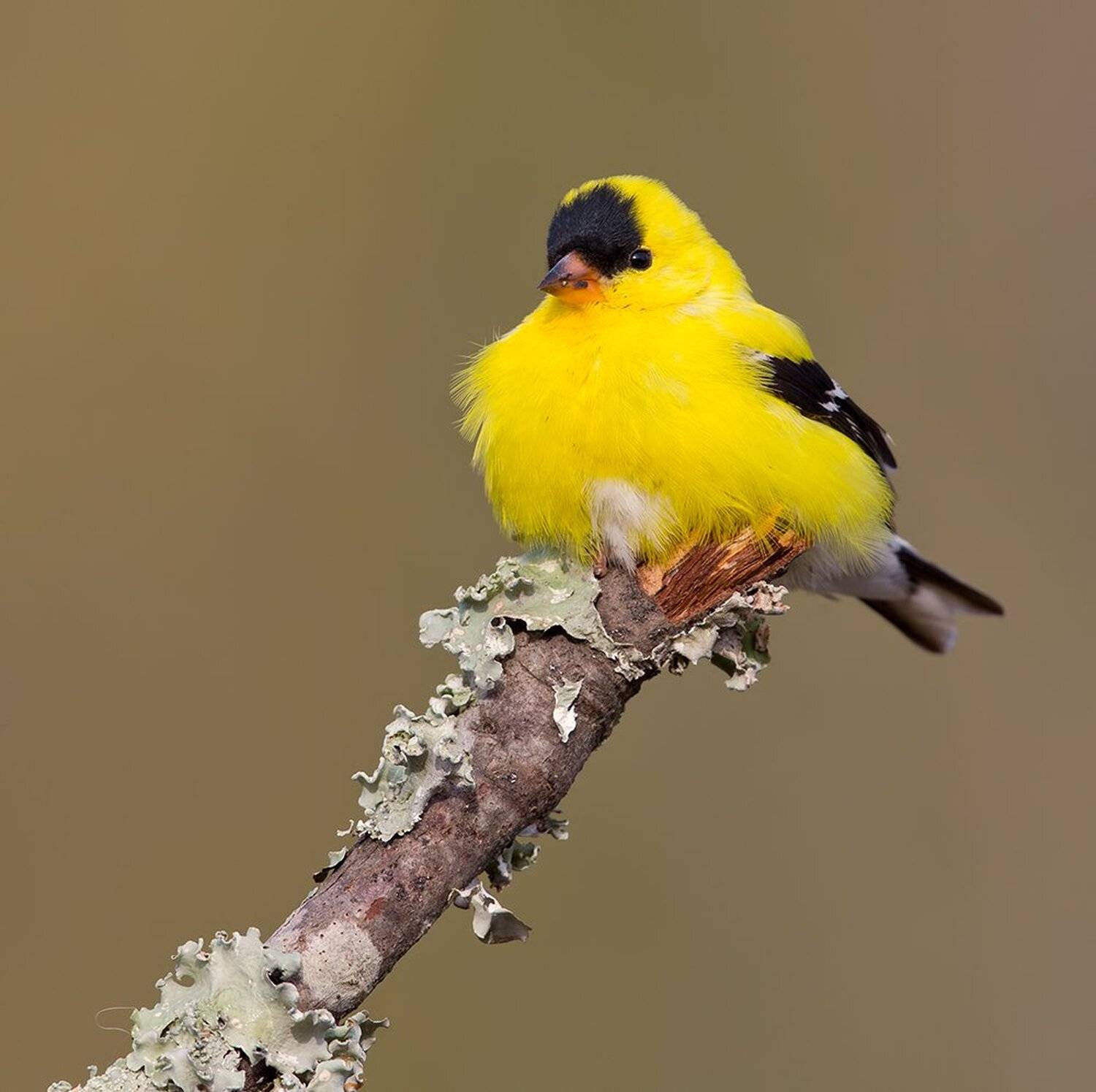 american goldfinch, американский чиж, чиж, Elizabeth Etkind