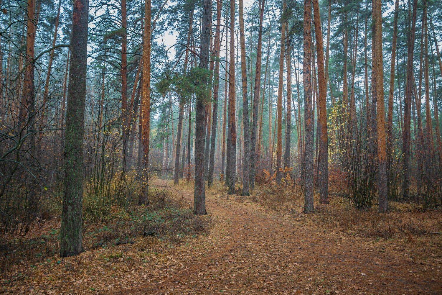 сосны, природа, осень, октябрь, лес, заповедник, Руслан Востриков