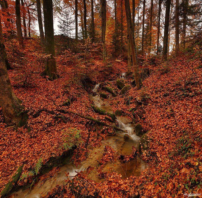 swiss, Матвеев Николай