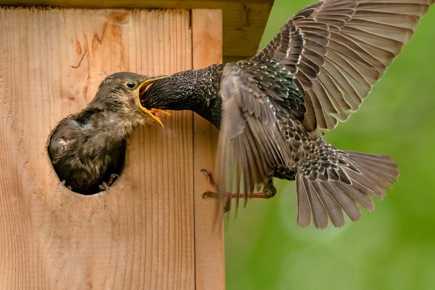 Обыкновенный скворец,Sturnus vulgaris, скворечник, кормление птенцов, подлёт, крылья птицы, жизнь птиц, Ксения Соварцева