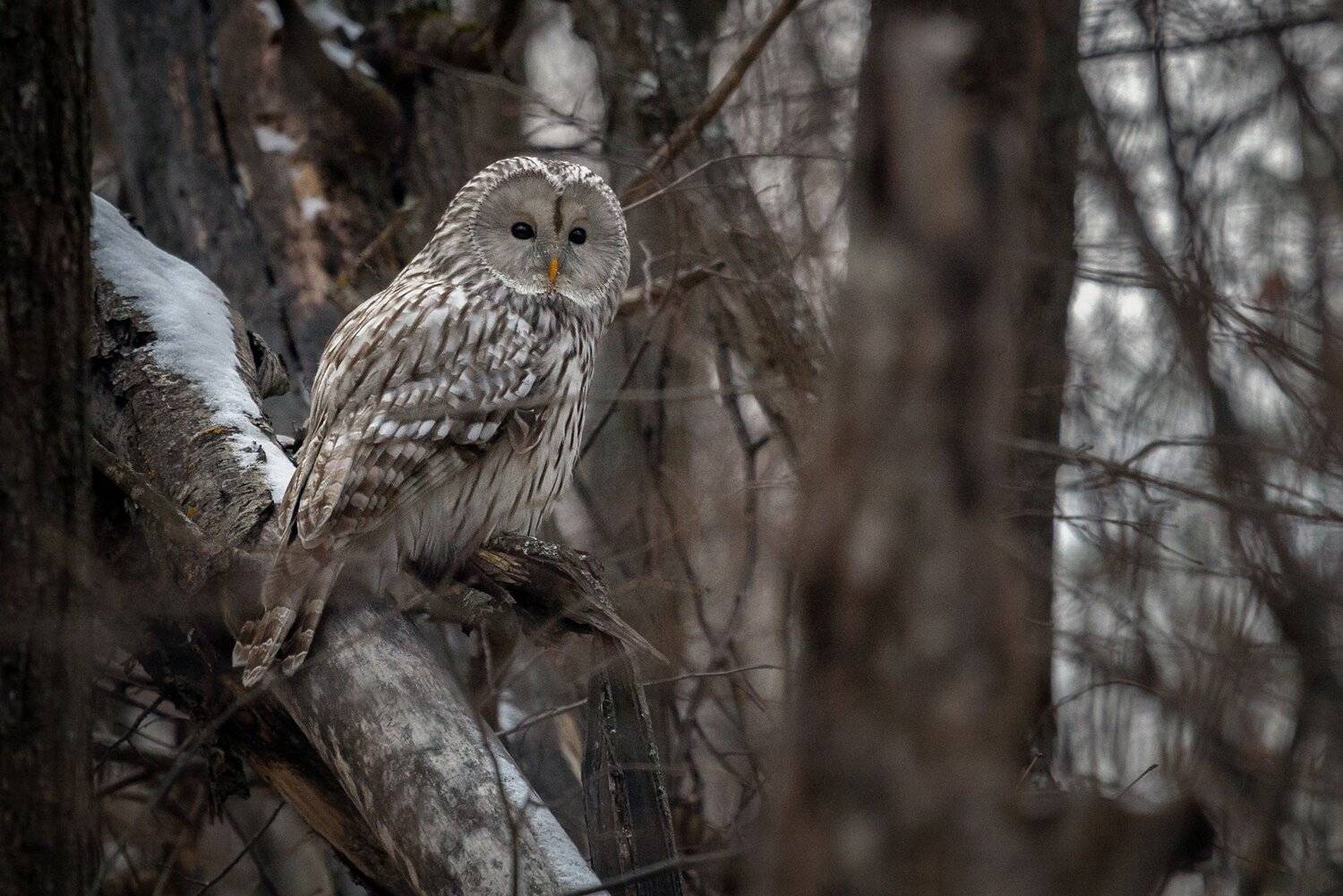 , Марат Кучкаев
