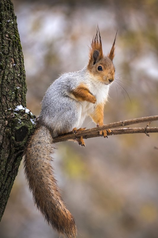 К зиме готова фото превью