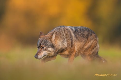 Wolf