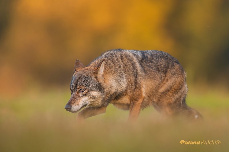 #wolf #mammal #wildlife #poland Wolf фото превью