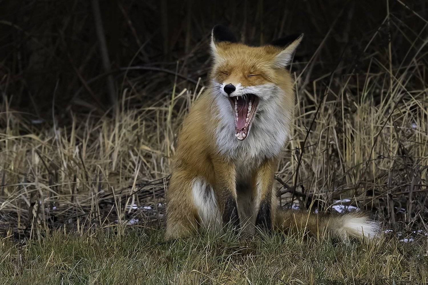 лиса, лес, осень, Наталия Сытина