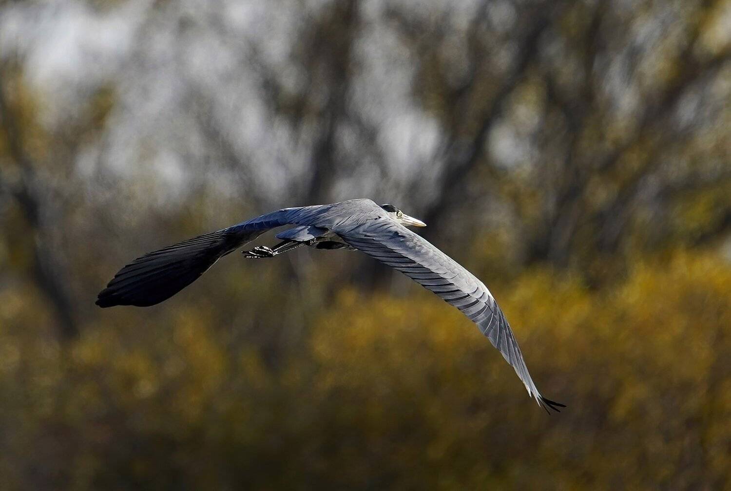Gray heron.. Автор: Красимир Георгиев , Красимир Георгиев