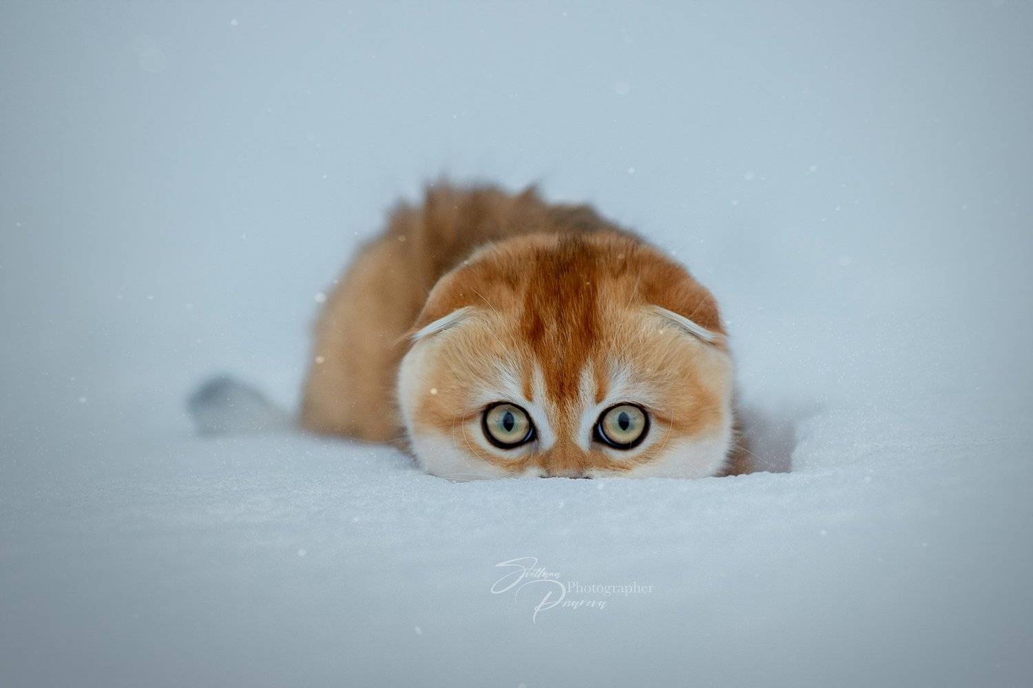 , Светлана Писарева